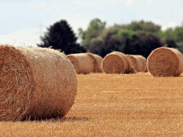 Jaka jest rola konsumenta na dzisiejszym rynku?