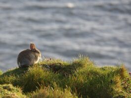 Co oznacza słowo Bunny?