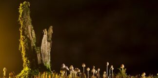 Jakie są rodzaje aplikacji?