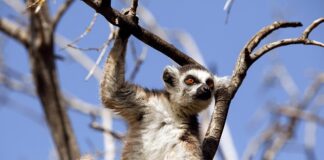 Z jakich elementów składają się zachowania rynkowe?