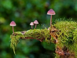 Jakie są rodzaje pytań?