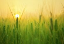 Po jakim czasie młodszy specjalista? Po jakim czasie młodszy specjalista?