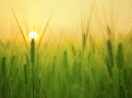 Po jakim czasie młodszy specjalista?