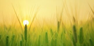 Po jakim czasie młodszy specjalista?