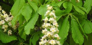 Co trzeba zdać na maturze żeby dostać się na filologię angielska?